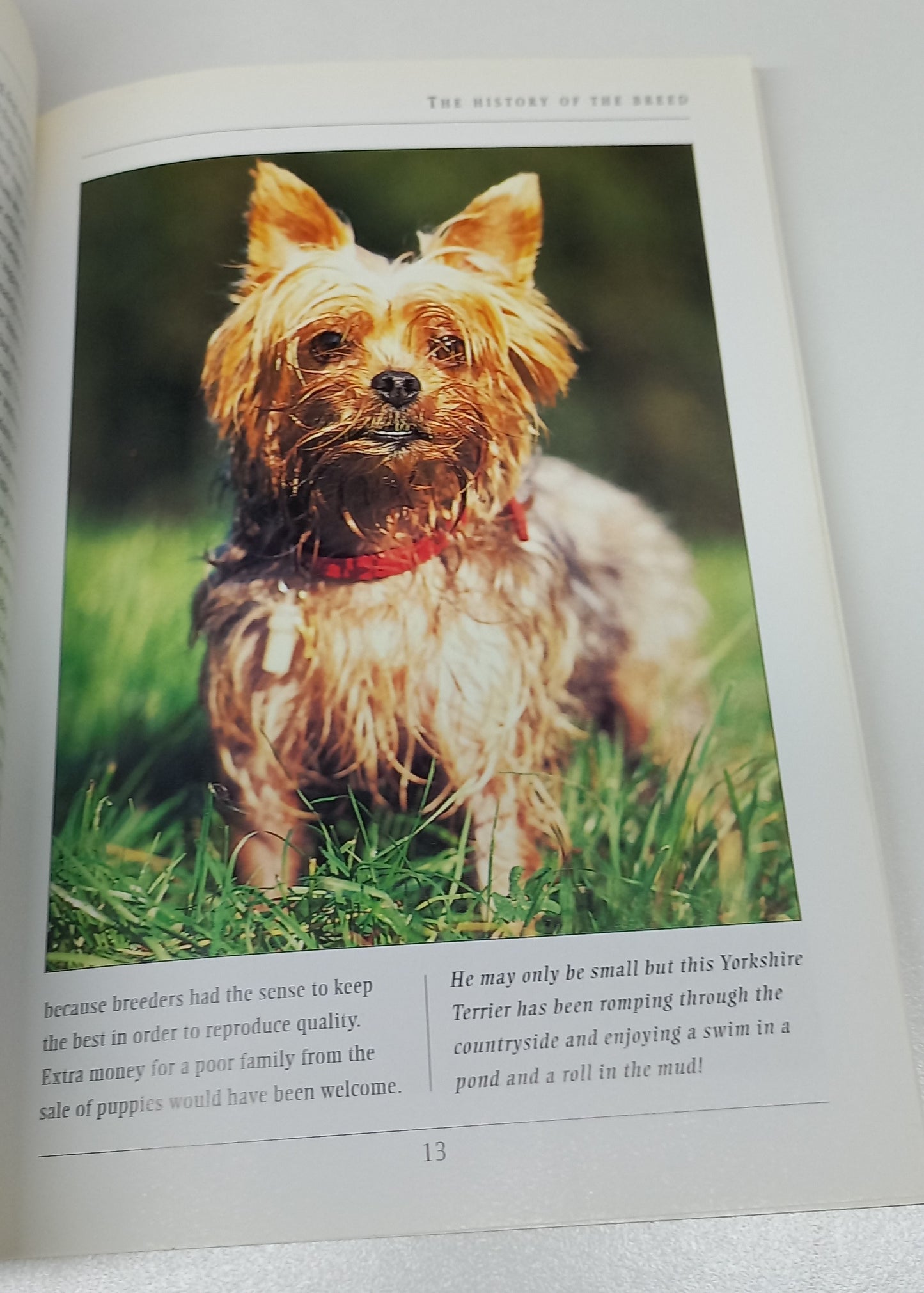 Yorkshire Terrier: An Owner's Guide by Robert Killick
