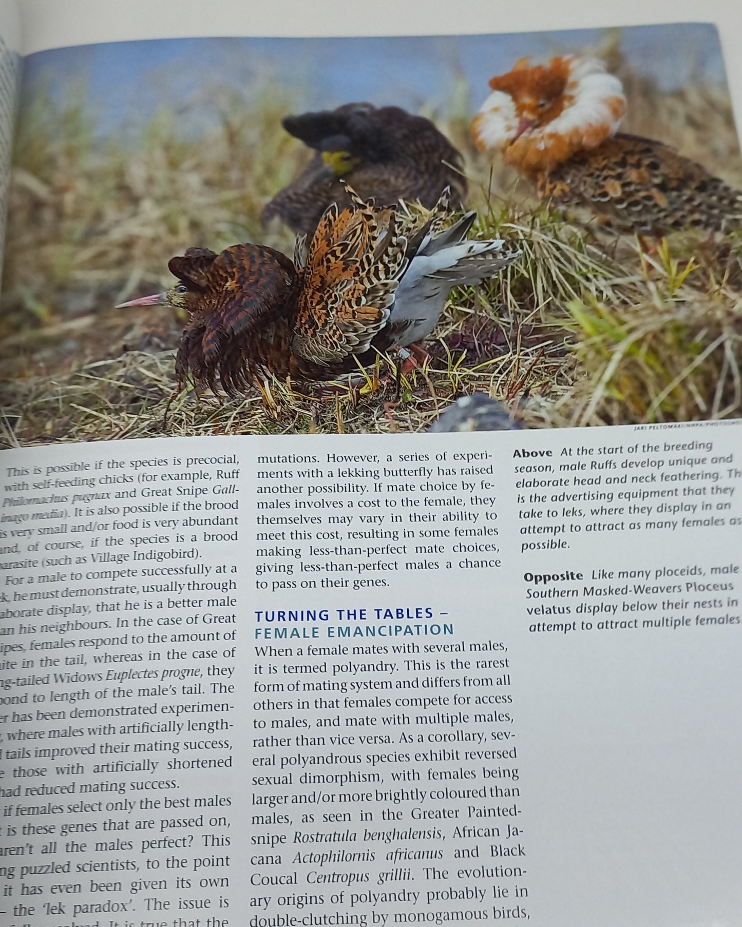 Africa Birds & Birding: An Africa Geographic Magazine December 2007/January 2008 Volume 12 Number 6