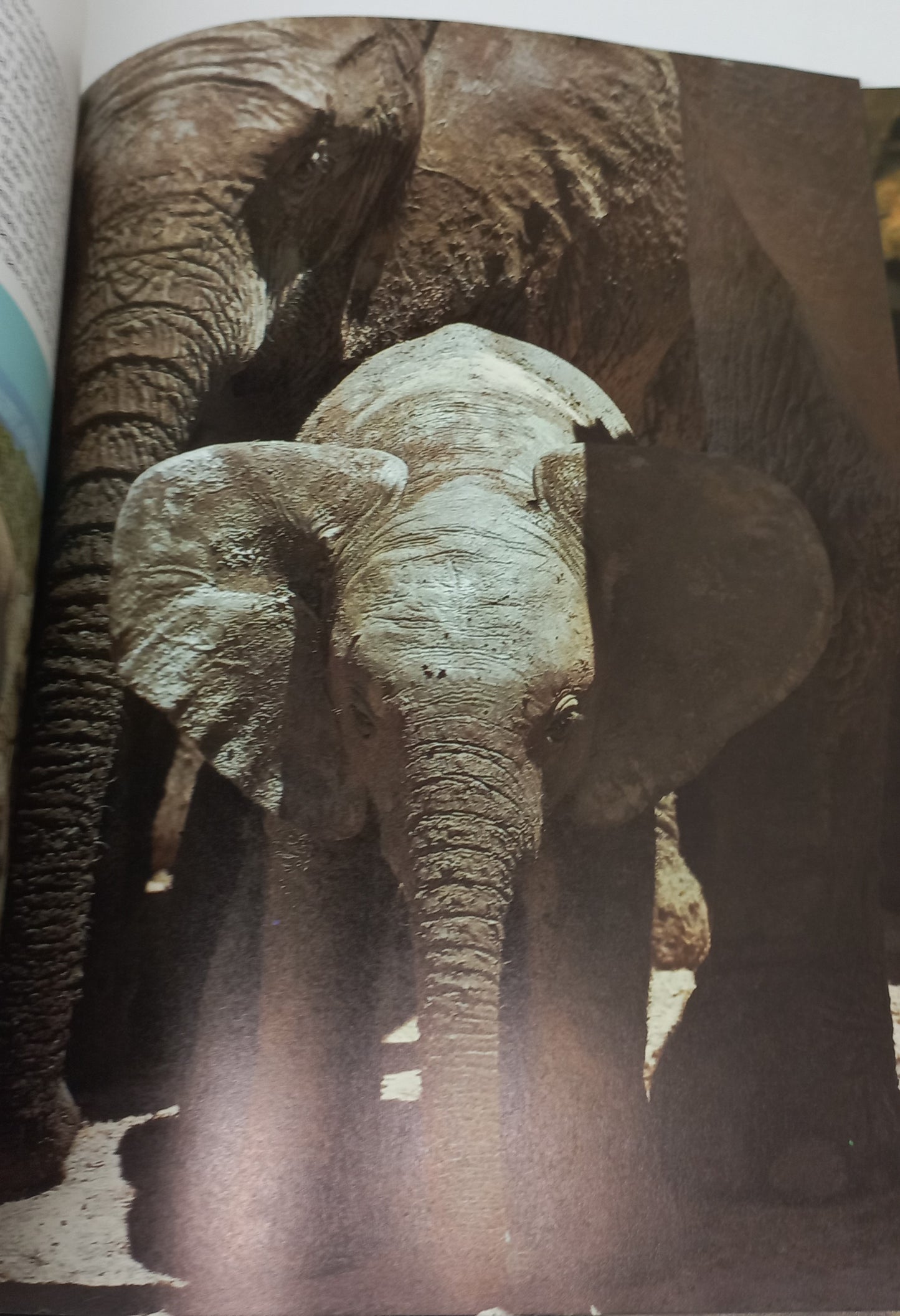 South Africa's Wildlife Heritage
