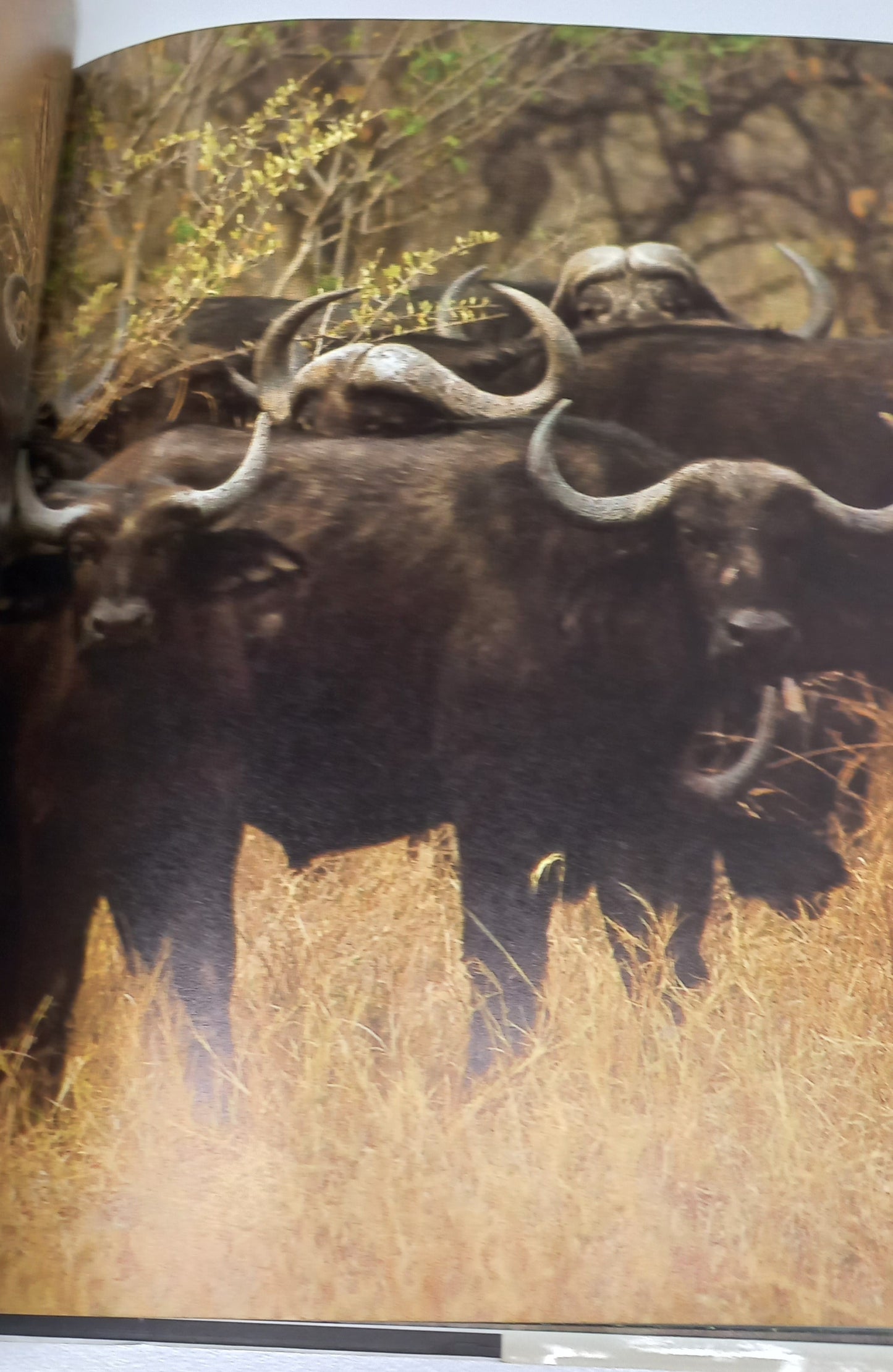 South Africa's Wildlife Heritage by Anthony Bannister & Peter Johnson