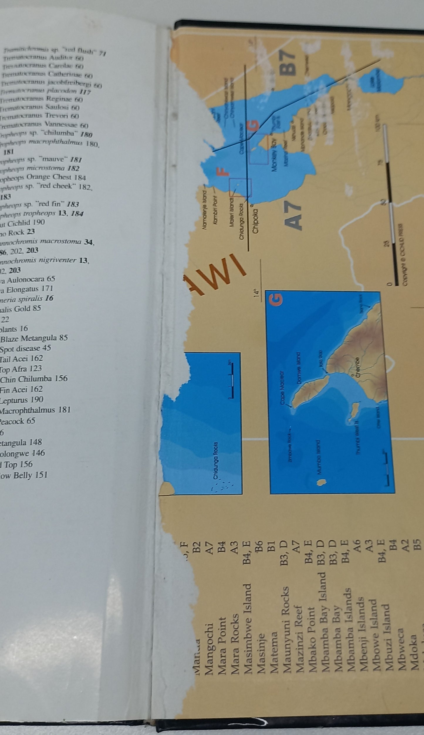 Back to Nature: Guide to Malawi Cichlids by Ad Konings (Has a torn page)