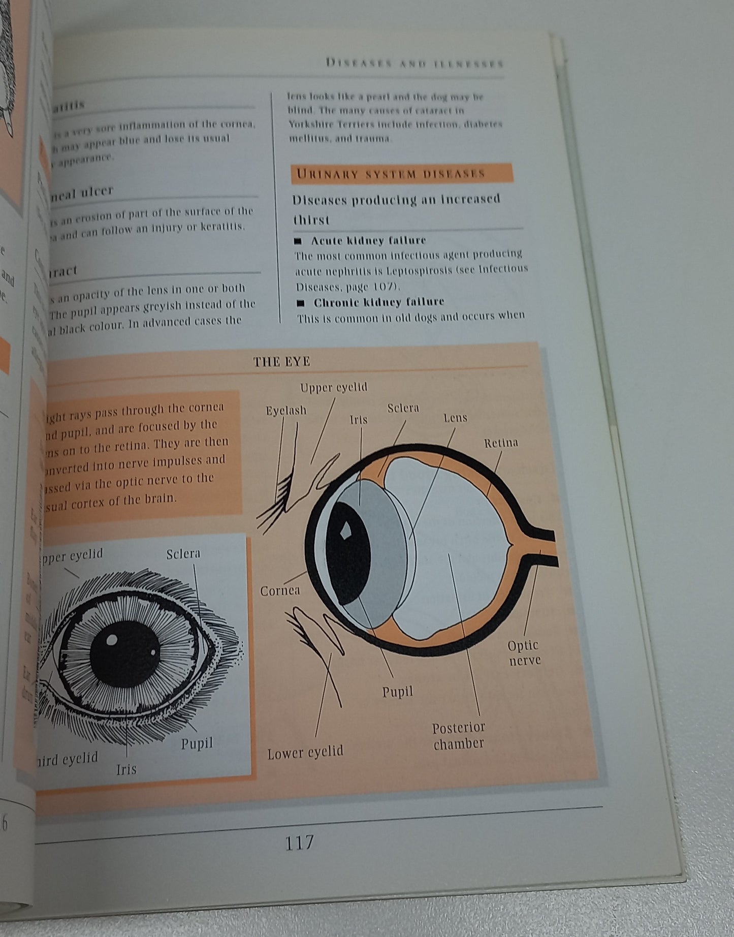 Yorkshire Terrier: An Owner's Guide by Robert Killick