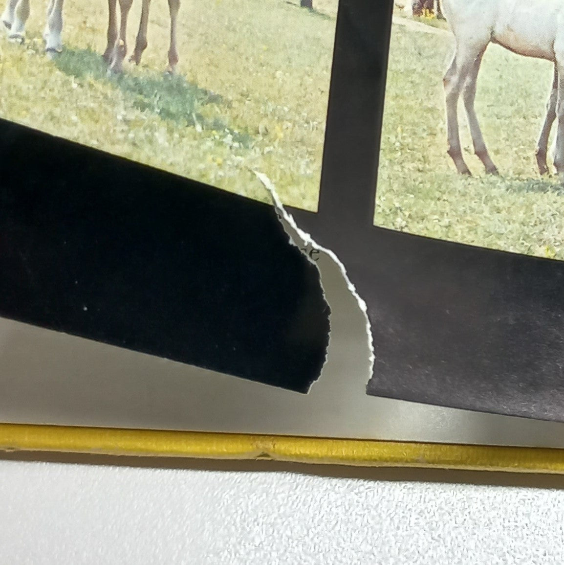 All Colour Book of Horses by Elizabeth Johnson