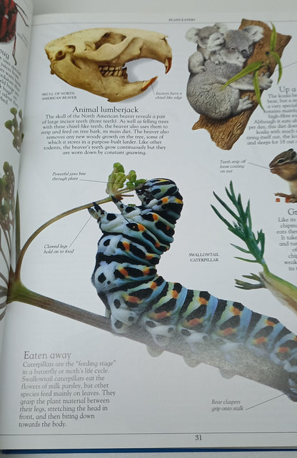 Dorling Kindersley Encyclopedia of Animals