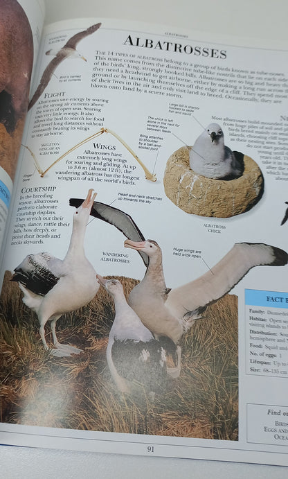 Dorling Kindersley Encyclopedia of Animals