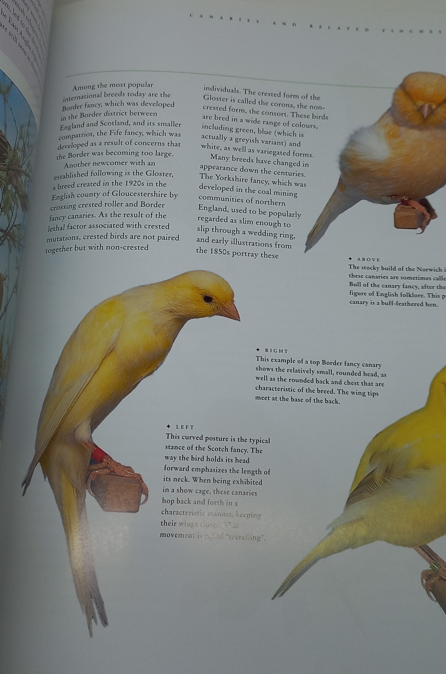 The Ultimate Encyclopedia of Caged and Aviary Birds by David Alderton (Practical Reference Guide)