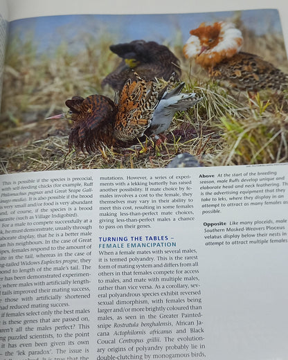 Africa Birds & Birding: An Africa Geographic Magazine December 2007/January 2008 Volume 12 Number 6