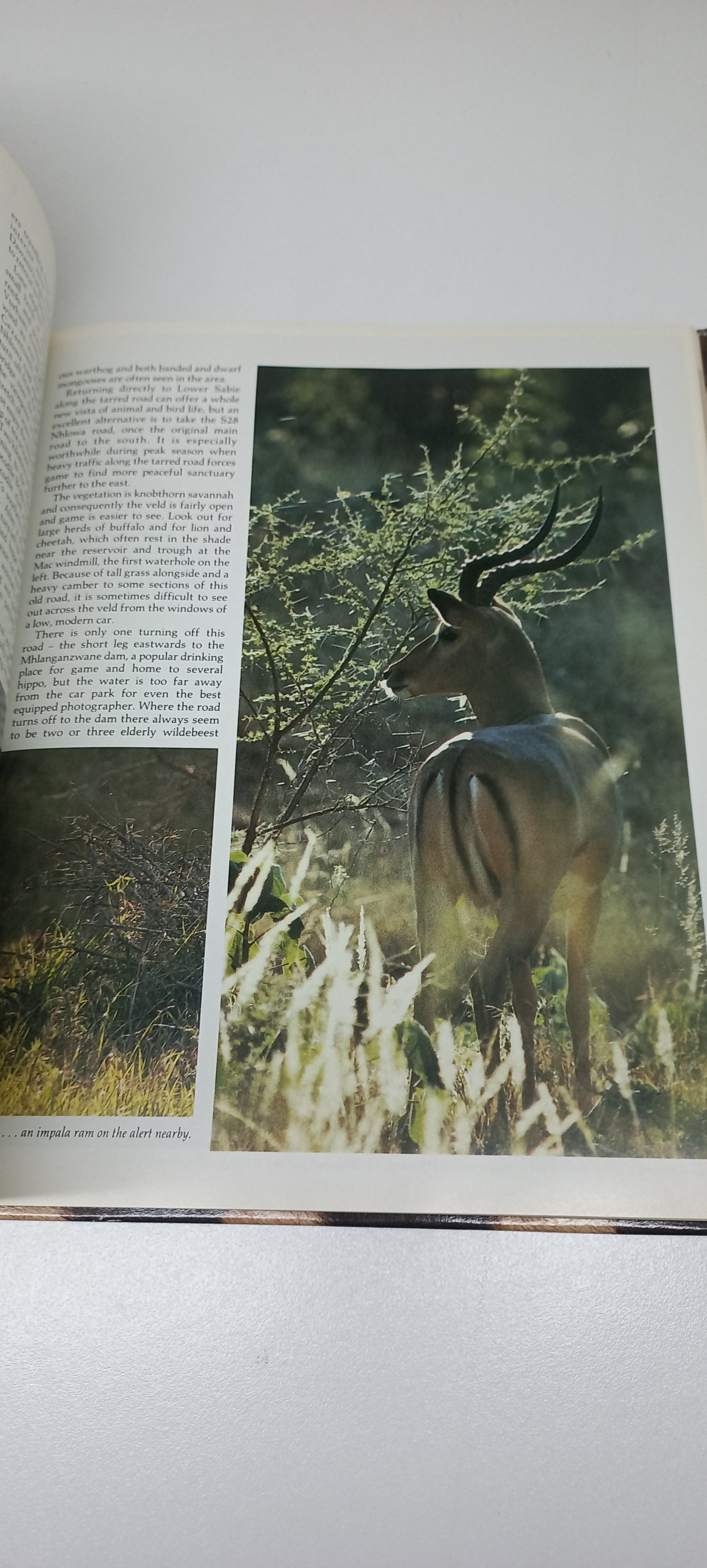 Portrait of a Kruger National Park