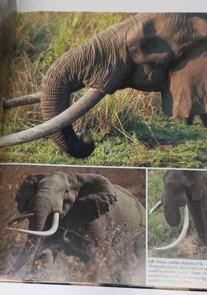 Portrait of a Kruger National Park by David Paynter & Wilf Nussey (1st Edition 1986)