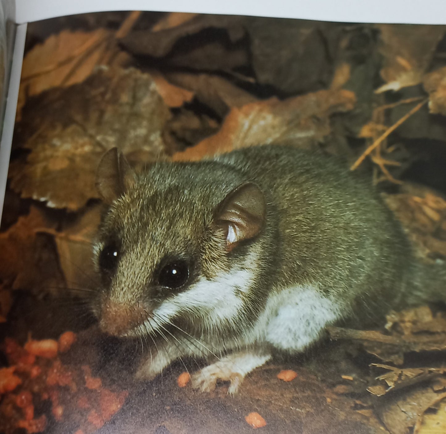 South Africa's Wildlife Heritage by Anthony Bannister & Peter Johnson