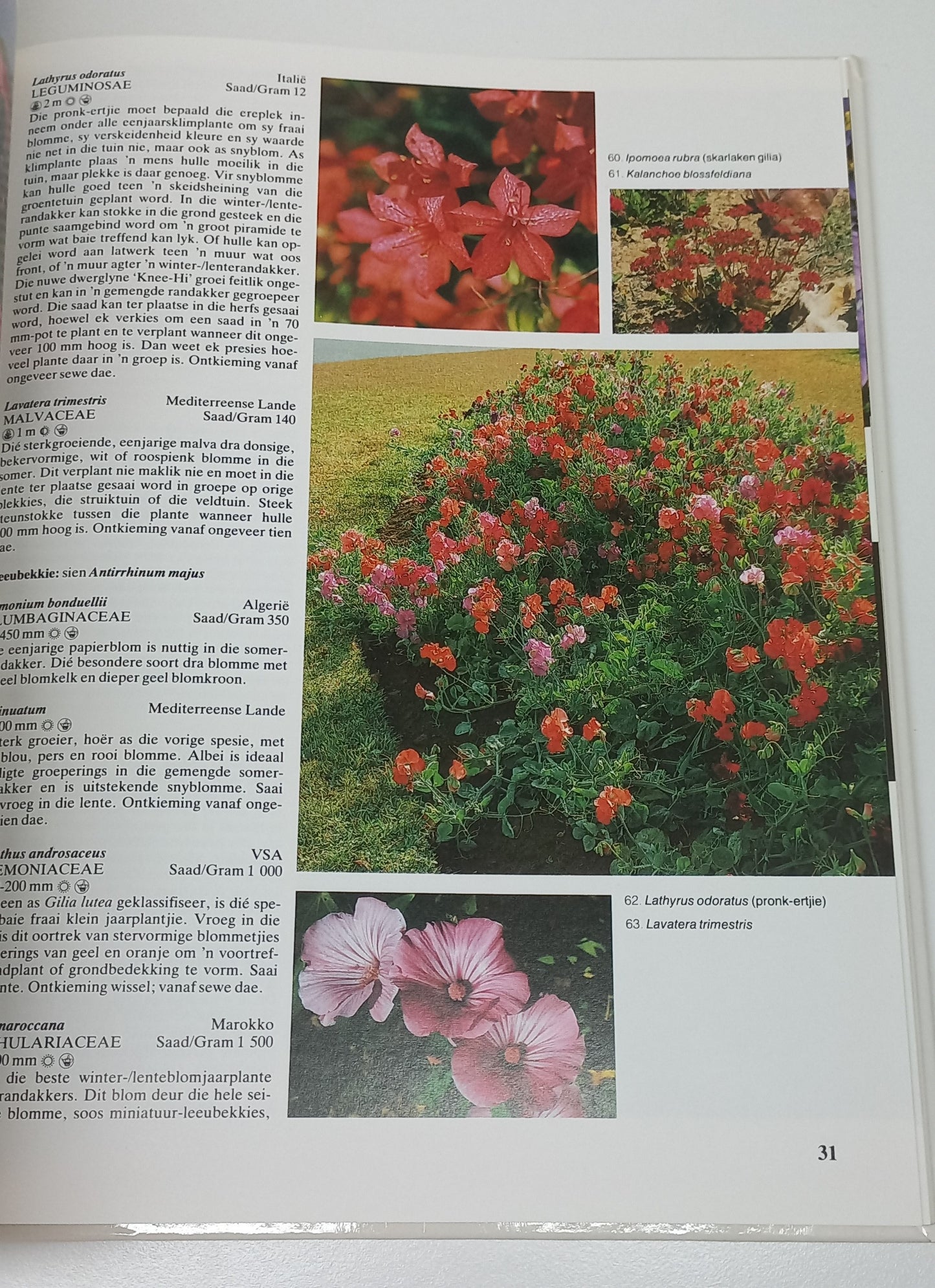 Jaarplante Vir Die Suid-Afrikaanse Tuin by Murray Simpson