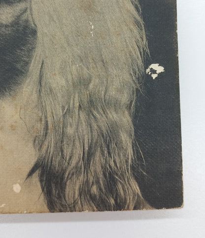 Your Afghan Hound by Sue A. Kauffman (1969)