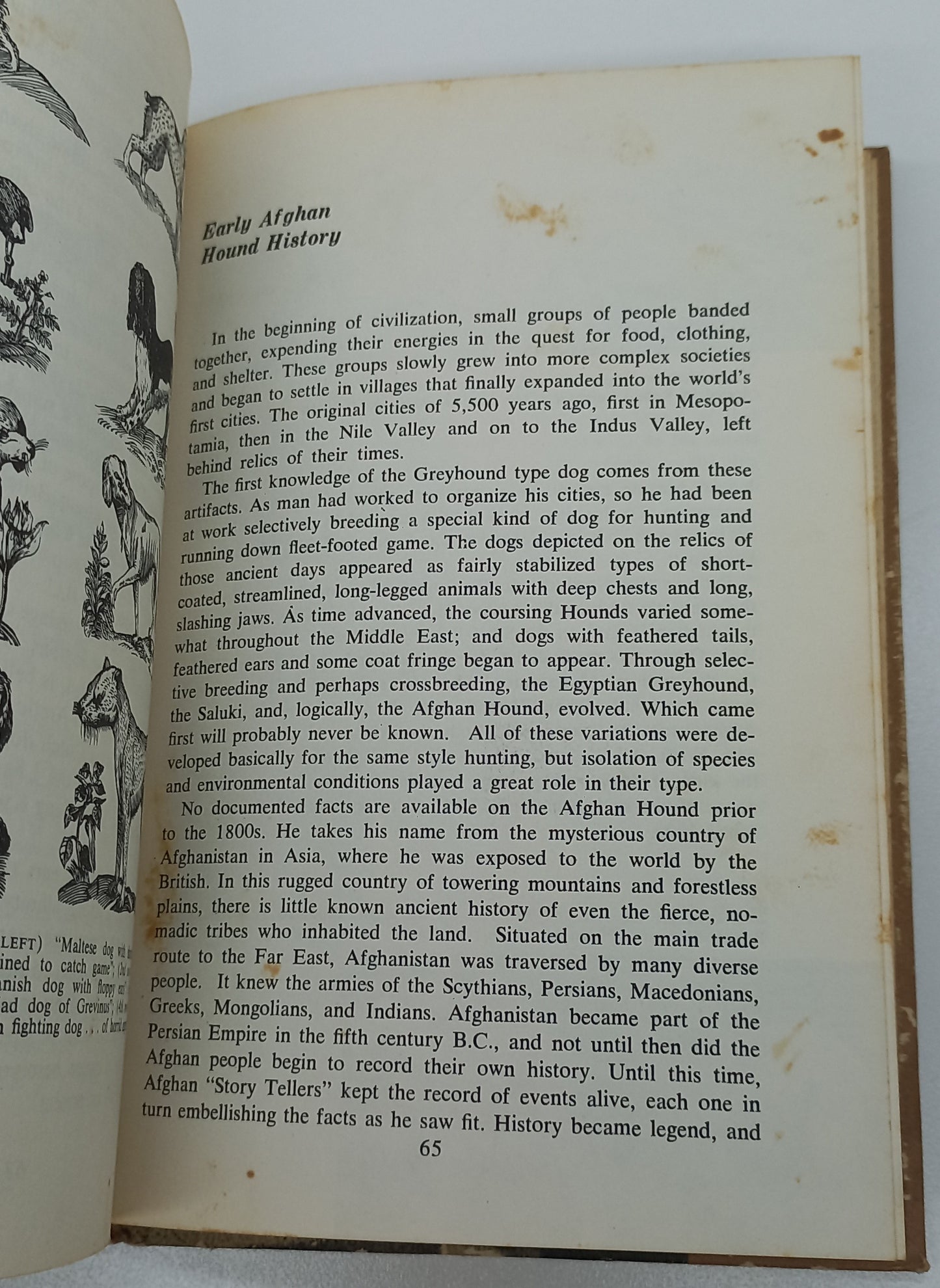 Your Afghan Hound by Sue A. Kauffman (1969)