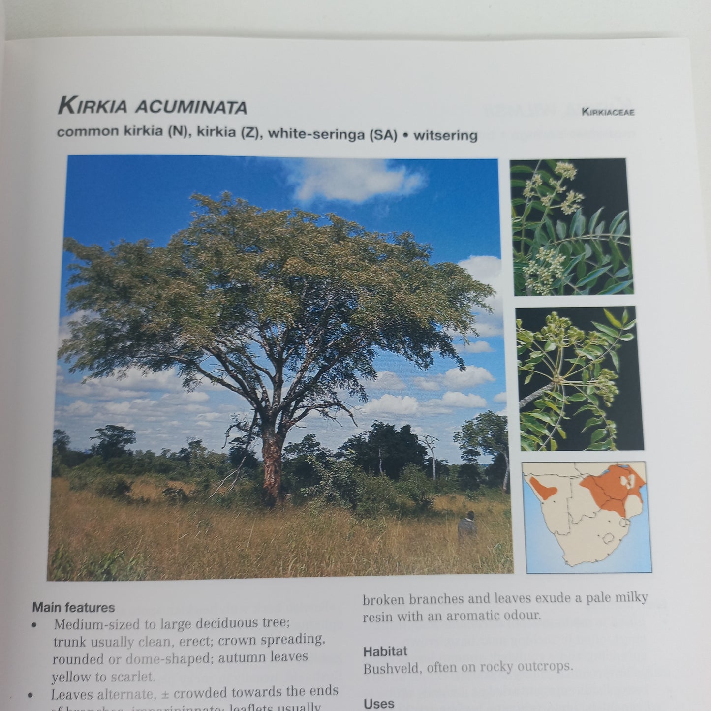 Photo Guide to Trees of Southern Africa by Braam Van Wyk, Piet Van Wyk & Ben-Erik Van Wyk