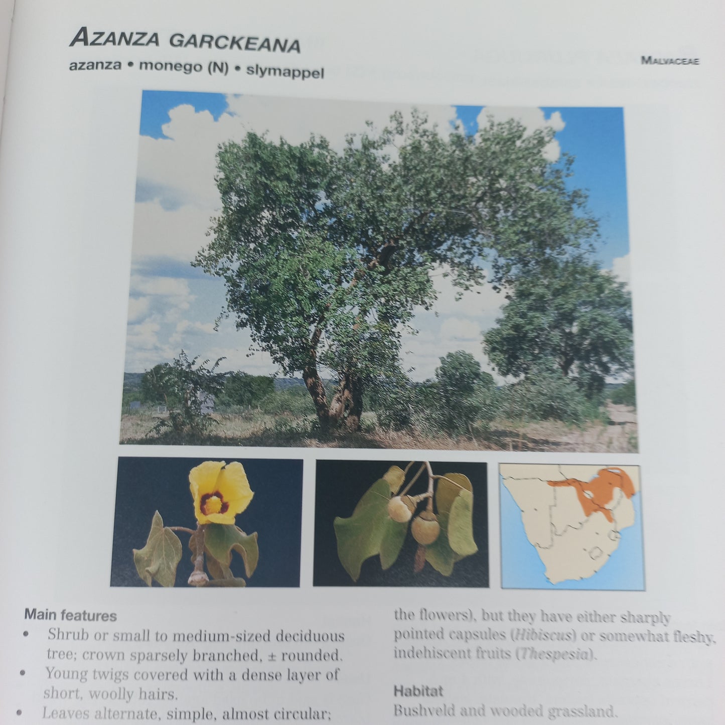 Photo Guide to Trees of Southern Africa by Braam Van Wyk, Piet Van Wyk & Ben-Erik Van Wyk