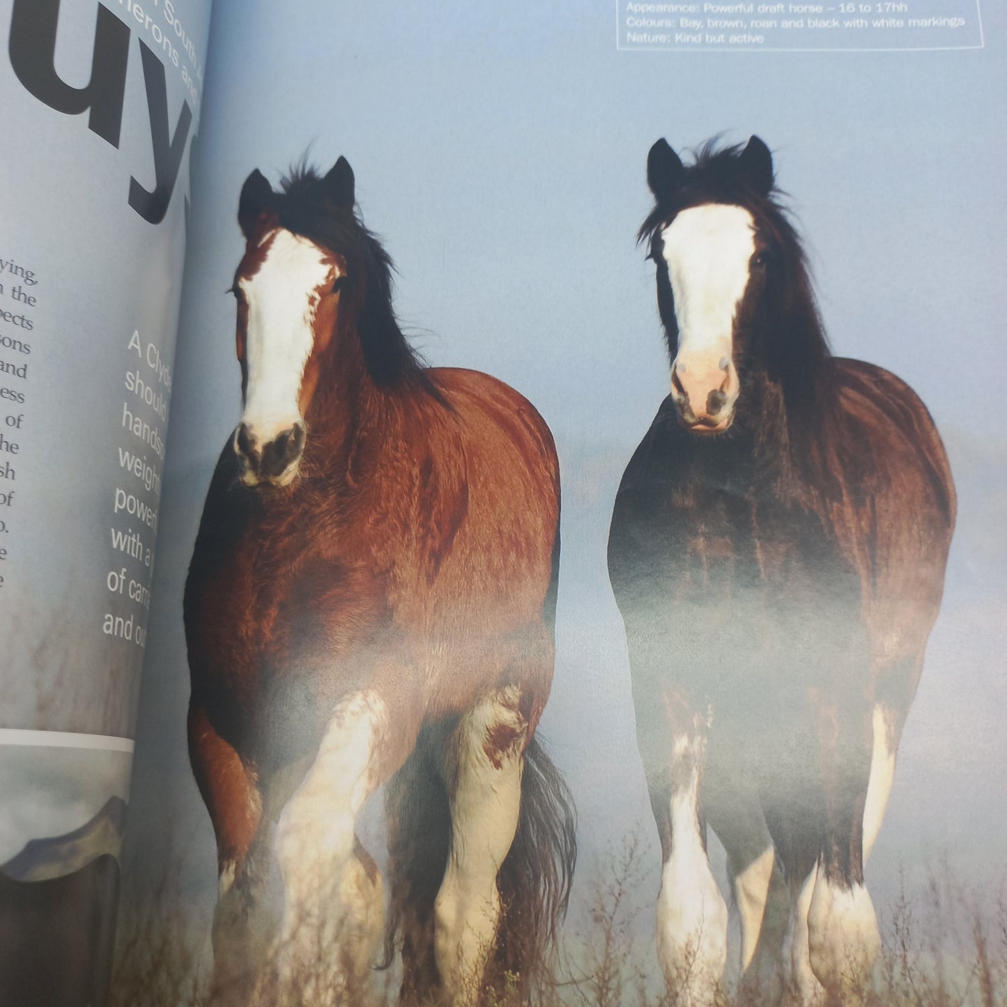 HQ Horse Quarterly Mixed Bundle of 4 Magazines Issue 57, 58, 61 & 64 (2010 - 2012)