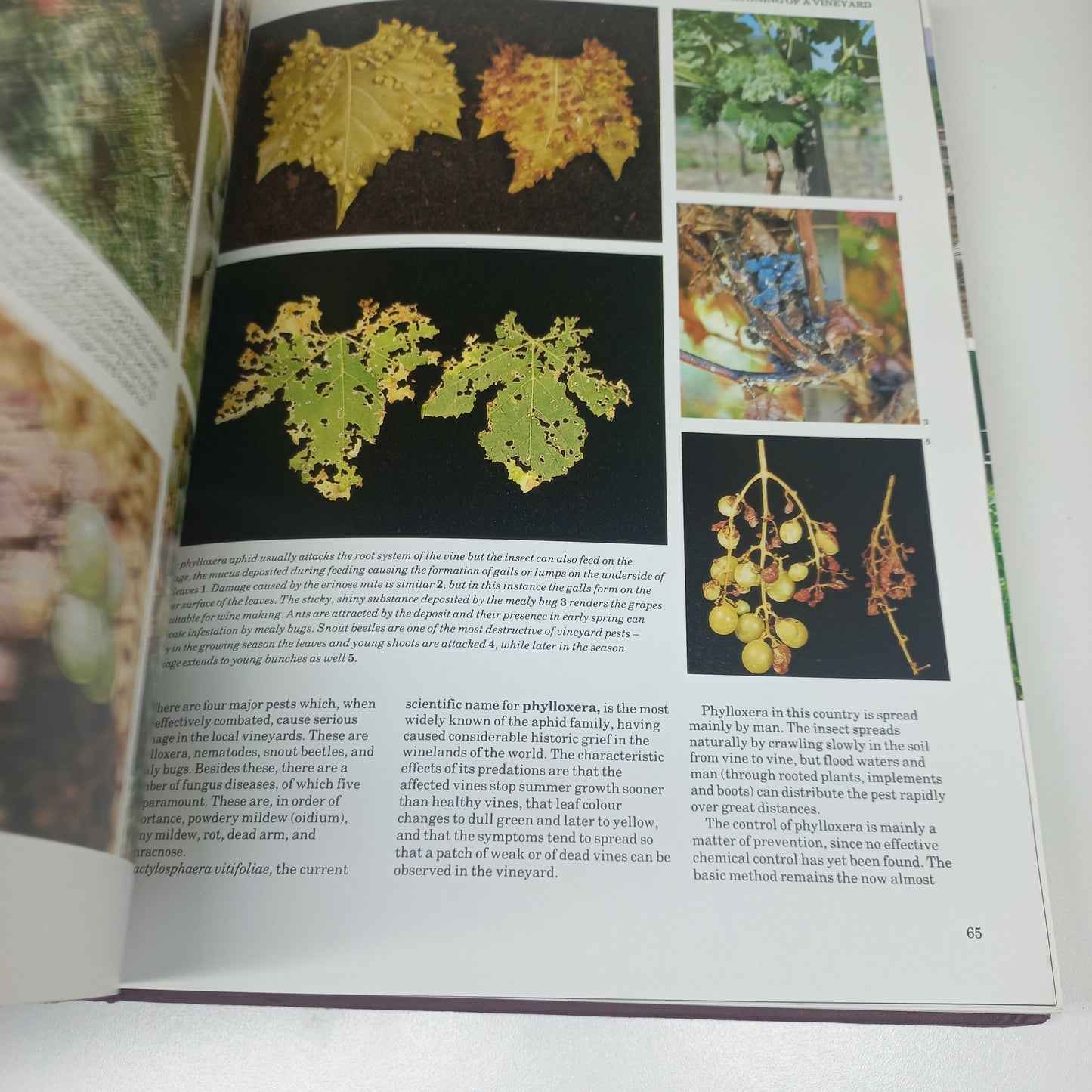 The Complete Book of South African Wine by John Kench, Phyllis Hands & David Hughes